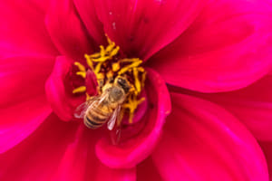 Bienen 