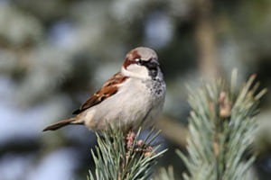 Hübscher Spatz Hübscher Spatz