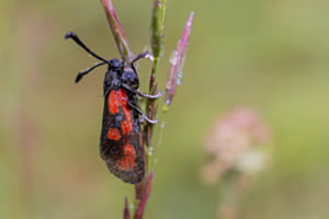 Bleifleckwidderchen