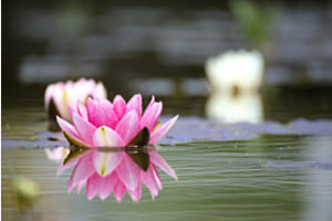 Seerose auf Wasser