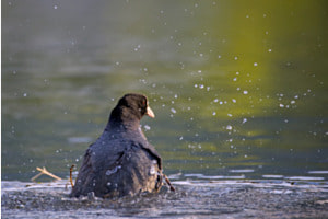 Taucherli umgeben von Wasserperlen