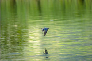 Rauchschwalbe über der Wasseroberfläche.