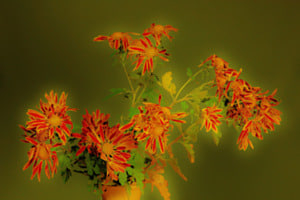 Blume 4 Blume 4