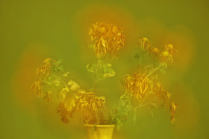 Blume 6 Blume 6
