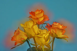 Flores 10
