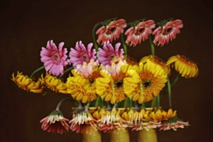 Flores 11