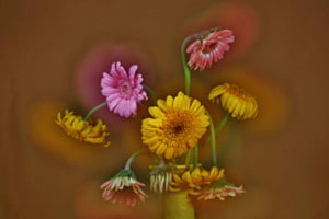 Flores 12