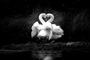 White Love