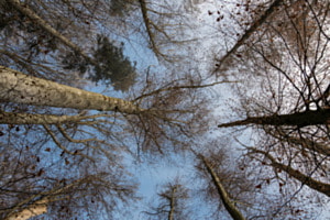 Blick in die Baumkronen Blick in die Baumkronen