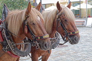 Noriker Kutschenpferde Noriker Kutschenpferde