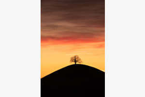 Hirzel Baum