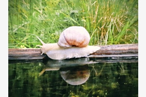 Schnecke