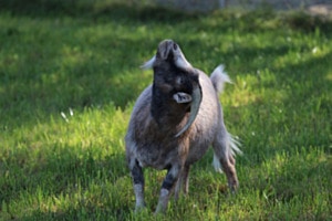 " Poser " in der Abendsonne 