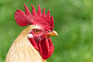 Rot wie ein Gockel Rot wie ein Gockel