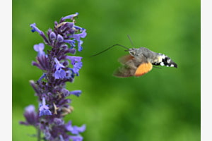 TAUBENSCHWÄNZCHEN 