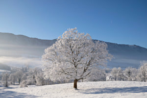 Wunderbaum