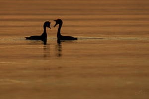 Flirt Morgens auf dem See Flirt Morgens auf dem See