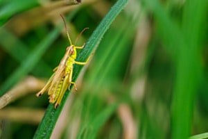 Heuschrecke