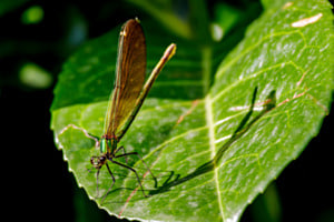Libelle