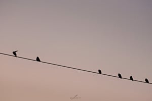Die Krähen Die Krähen
