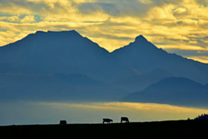 Rinder am Horizont 