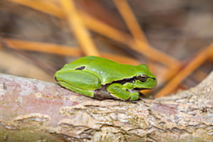 Laubfrosch