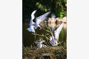 Fütterung der Seeschwalben