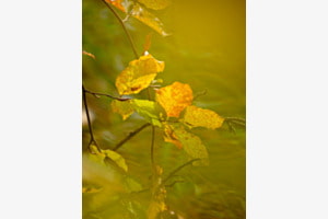 Herbst