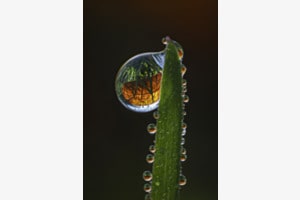 Herbst im Tautropfen