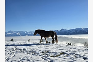 Wo die Träume flüstern