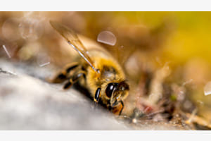 Hummel an der Wassertränke