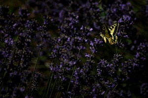 Lavendel im Schwalbenschwanzglück