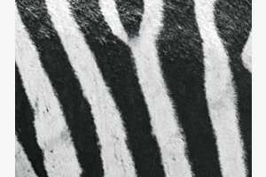 Zebrastreifen