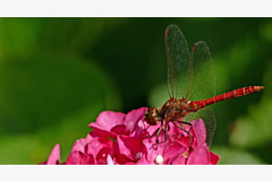 Heidelibelle Heidelibelle