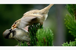 Mundraub oder Fütterung? Mundraub oder Fütterung?
