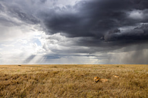 Löwenmännchen in der Weite der Serengeti Löwenmännchen in der Weite der Serengeti