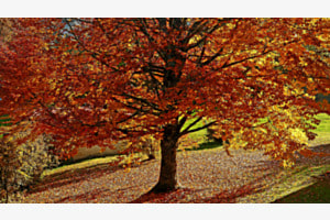 Goldener Herbst Goldener Herbst
