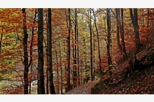Erholsame Stille beim Waldspaziergang