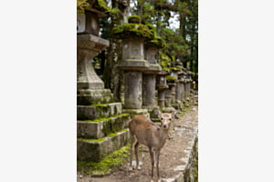 Nihonjika