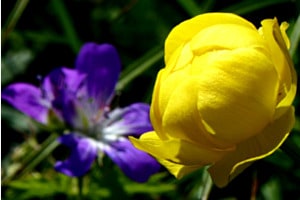 Trollblume dreidimensional