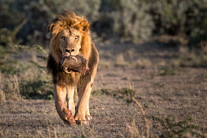 Osupaat - King of Olare Motorogi Conservancy Osupaat - King of Olare Motorogi Conservancy