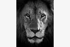 The Eyes of the Lion