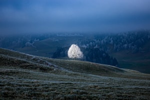 Kunstvolles Raureif Kunstvolles Raureif