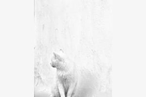 Where is the cat?