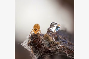 Wächter des letzten Eiswürfels Wächter des letzten Eiswürfels