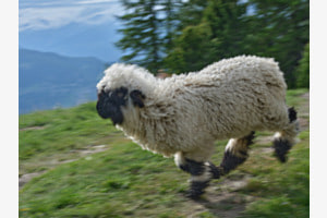 Speedy