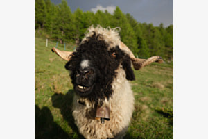 Gwundrig