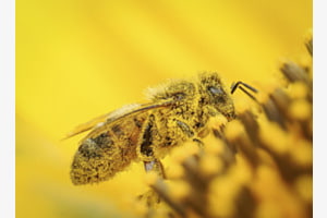 Staubiger Arbeitsort - Biene an Sonnenblume