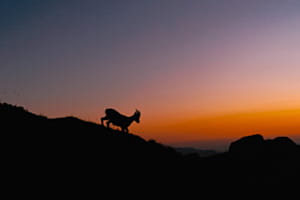 Steinbock bei Sonnenuntergang Steinbock bei Sonnenuntergang