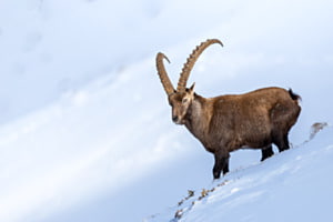 Kapitaler Steinbock im Schnee im Berner Oberland